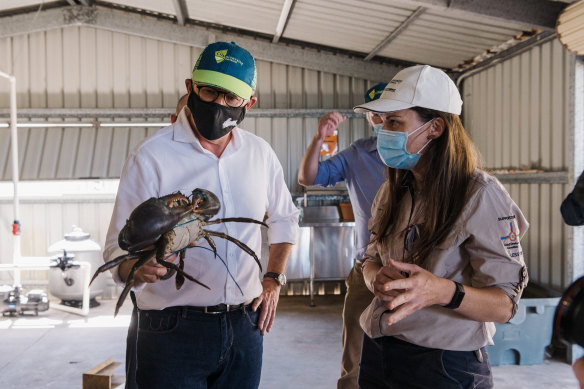 Photo ops: Albanese visiting CQUniversity’s marine research facilities in Gladstone where he handled some of the local wildlife.
