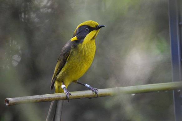 A critically endangered helmeted honeyeater. This year, they started breeding weeks earlier than usual.
