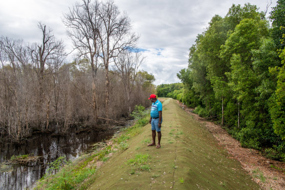 Pabai studies trees killed by seawater inundation.