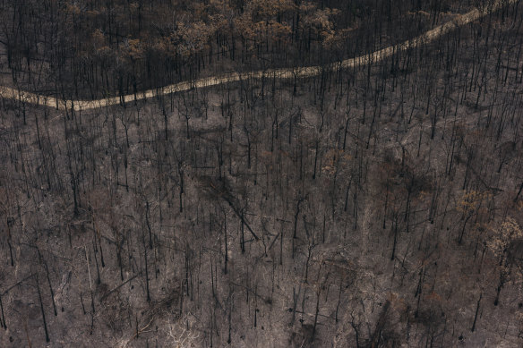 Burnt-out forest south of Moruya, on the NSW South Coast, from the 2019-20 bushfires.