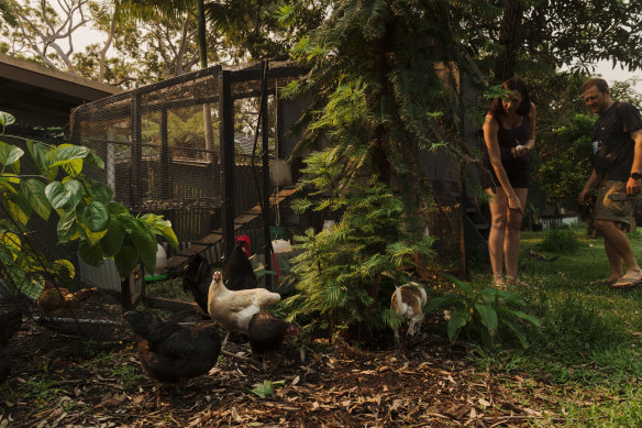 Chris Sheil and his wife is Britta at their Bundeena home where they have a dozen chickens in their backyard.