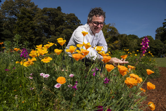 Curator-manager of the Royal Botanic Garden Sydney, David Laughlin among the California poppies in the wildflower meadow. 