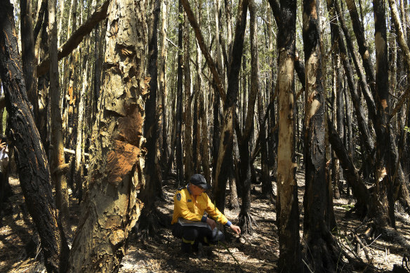 An RFS volunteer inside the Lindfield Park Road fire ground in January. 