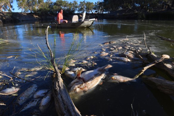 Graeme McCrabb, seen here steering his tinnie towards dead fish near Menindee in early 2019, fears more big fish-kills could happen in the  region in coming months.