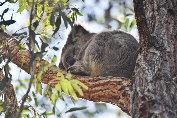 The release of the NSW government's Koala Habitat Information Base is expected to provide a guide to developers and councils to help protect the much-loved marsupial.