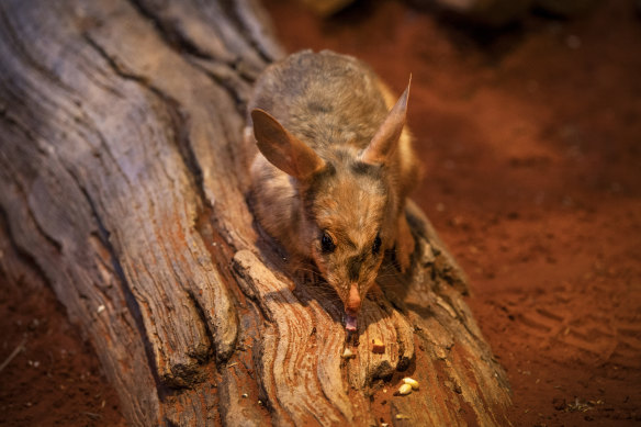 Greater bilbies are being reintroduced to the wild in NSW after being wiped out by feral competitors a century ago.. Photograph taken at the Taronga Zoo.