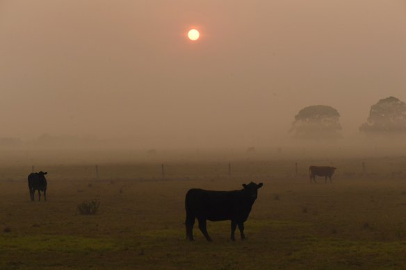 Smoke caused a red dawn in Port Macquarie on Thursday morning. 