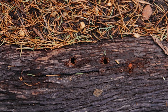 Fourteen to 15 holes were drilled into the roots of Clarissa Mattingly’s conifer tree.