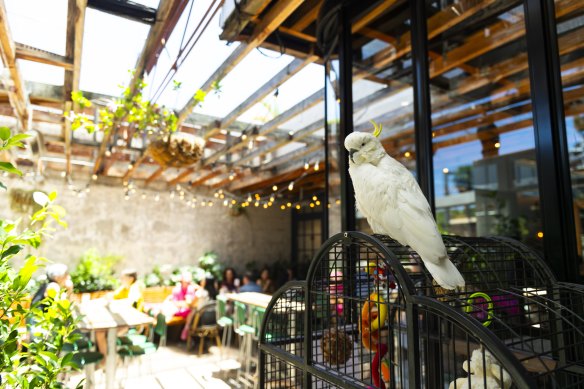 Georgie overlooks the beer garden at the White Cockatoo in Petersham.