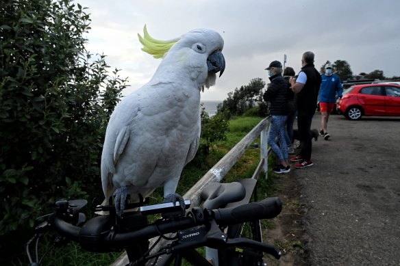 A cockatoo in Avalon, a suburb where examples of bin-raiding birds can be seen.