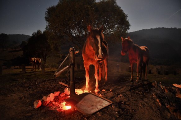 Brumbies warm themselves by a campfire at Blue Waterholes in the northern Kosciuszko National Park. 