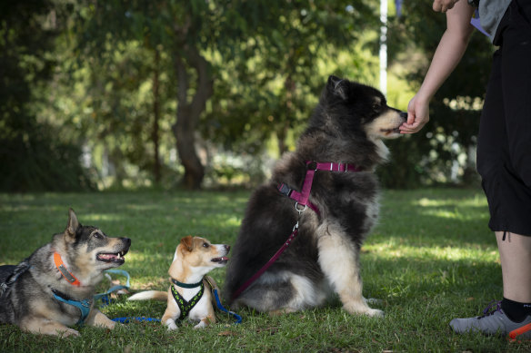 Melissa Starling’s dogs: Kestral (centre) is descended from dogs bred to chase rabbits out of warrens so finds and squeeze through holes in fences without slowing down “like there’s a map in her head”.