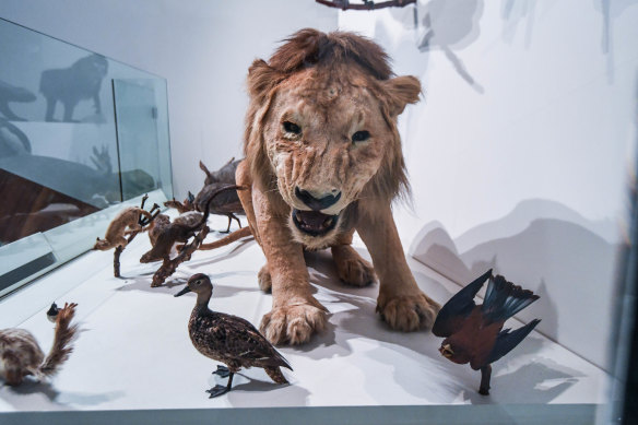 A taxidermied lion, part of the Melbourne Museum animal exhibit, <i>Wild. 
