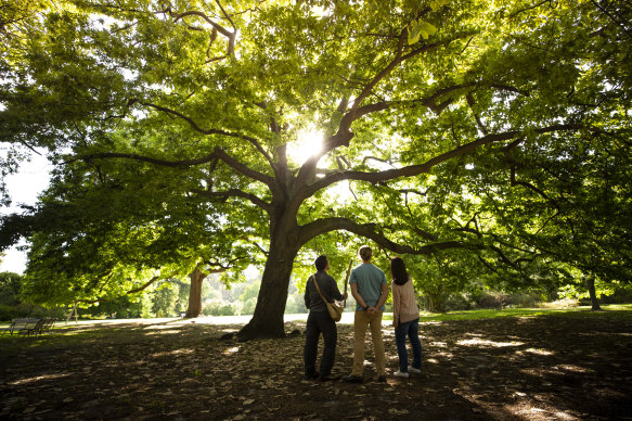 The Aboriginal Heritage Walk through the Royal Botanic Gardens.