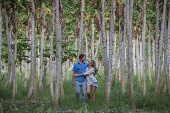 Isabelle Devine and Jack Murday run a chilli and paw paw farm in Mossman, far north Queensland. 
