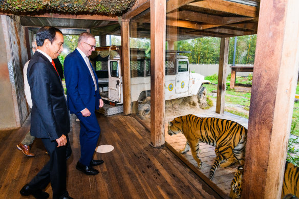 President Joko Widodo and Prime Minister Anthony Albanese ponder a Sumatran tiger.