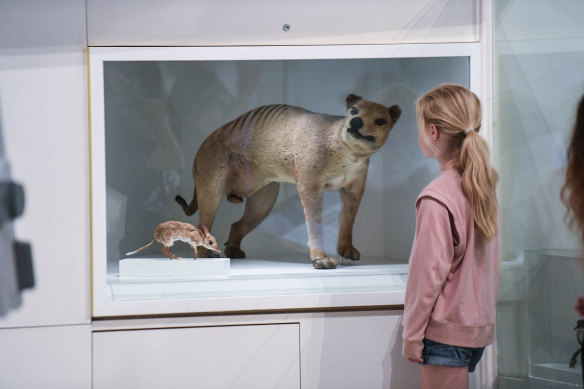 A Tasmanian tiger at the museum also appears to have a curious expression.