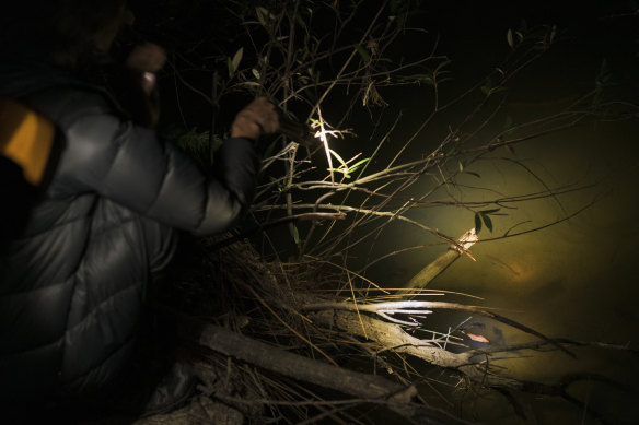 Ecologist Sonya Ku at Manly Dam where she’s been monitoring  climbing galaxias fish and also conducting a survey of the state park's rich biodiversity.