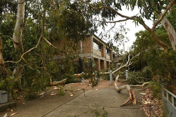 Trees collapse near Davidson High School.