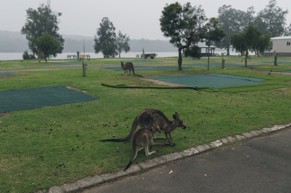 The empty Haven Holiday Park at Lake Conjola in January.