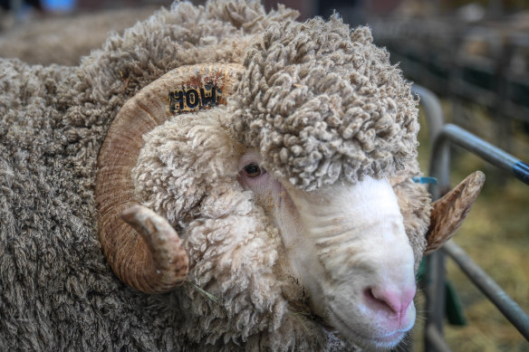 A sheep belonging to the Dewar family, pictured at the Australian Sheep and Wool Show in Bendigo.