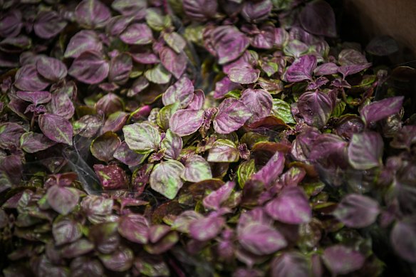 Feeling the pinch of herbs: Macro recovery weighs on micro growers