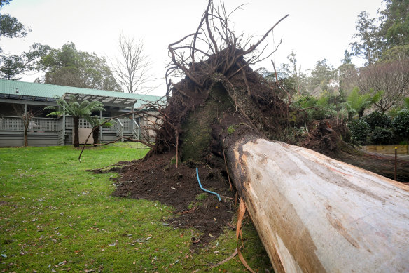 Some were lucky the trees fell the other way in Sherbrooke.