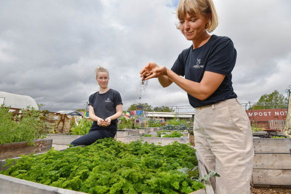 Reground founder Ninna Larsen and director Kaitlin Reid take coffee grounds collected at the Australian Open and add them to community gardens.