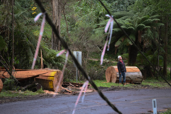 Alex Koehler, resident in The Cresent, Sassafras, looks at the storm damage on the road outside his home. 