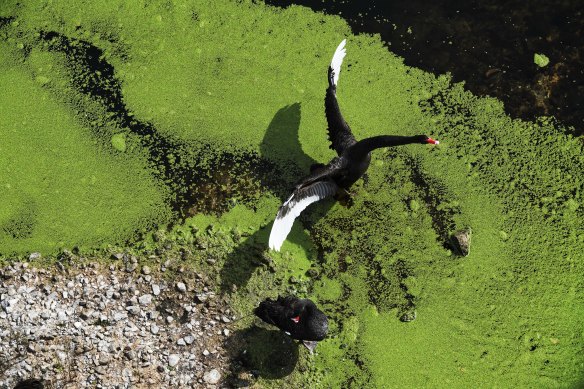 A black swan takes wing in the main pond of the Brickpit at Sydney Olympic Park. Authorities say some 27 species of birds are found in the park.