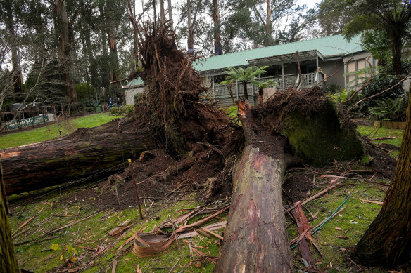 Two massive trees uprooted in Hillary Morris’ home in Sherbrooke. 