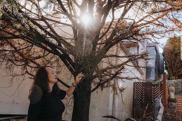 Clarissa Mattingly alleges that tree vandals trespassed on her property and attempted to poison her conifer tree.