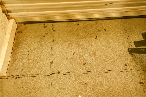 Possum poo in the change rooms.