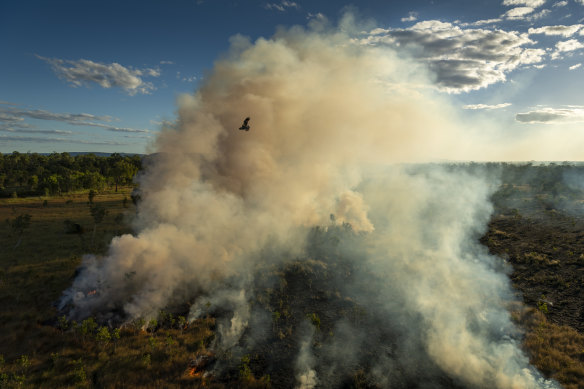A black kite flies above a cool-burn fire lit by hunters earlier in the day, in Mamadawerre, Arnhem Land.