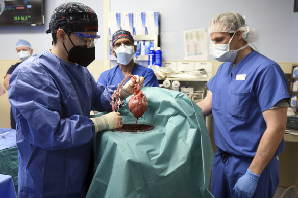 Members of the surgical team show the pig heart for transplant into patient David Bennett in Baltimore.