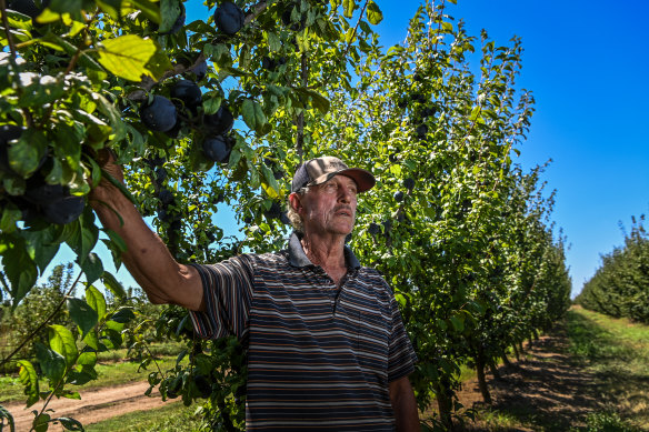 Bari Sulejman at his orchard near Shepparton. 