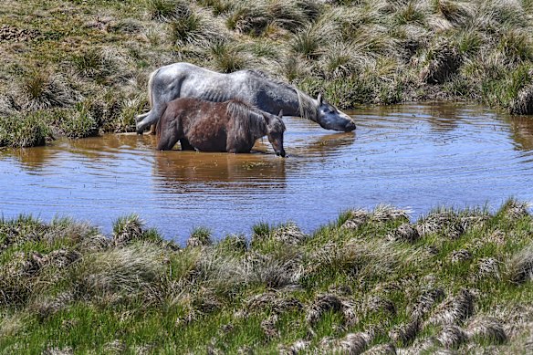 Brumbies near Kiandra off the Snowy Mountain highway, Kosciuszko National Park. 