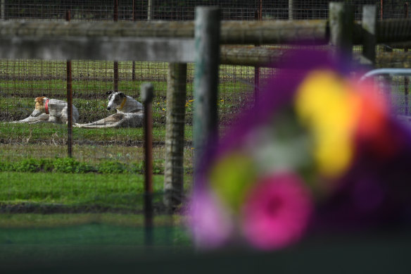 Greyhound dogs are seen behind flowers laid by a mourner at the property of Greyhound trainer Karen Leek in Devon Meadows the day after he body was found.