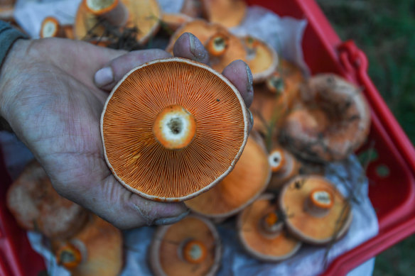 A basket of pine mushrooms. Health authorities are asking people to stop eating wild mushrooms after a spike in poisonings.