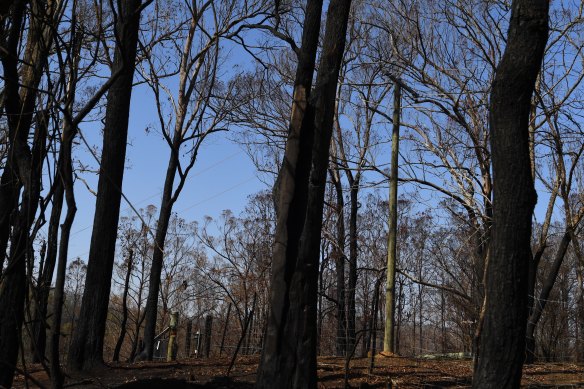 A new timber electricity power pole stands in bushfire-ravaged land in Tinonee after the 2019 fires.