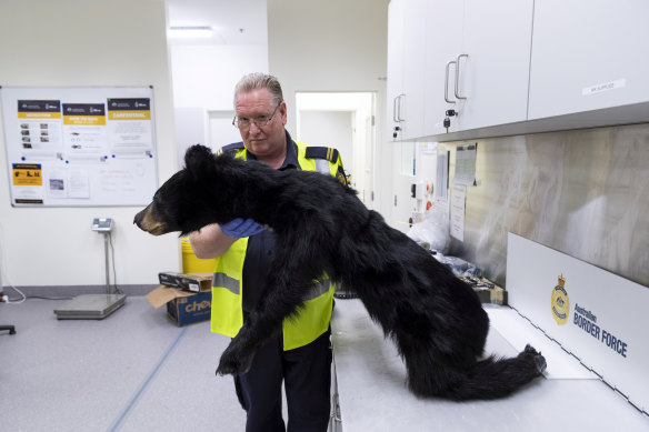 An Australian Border Force official holds up a bear they seized in September. 