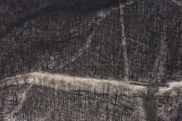 Burnt bushland on the NSW South Coast, which was heavily hit by bushfires.