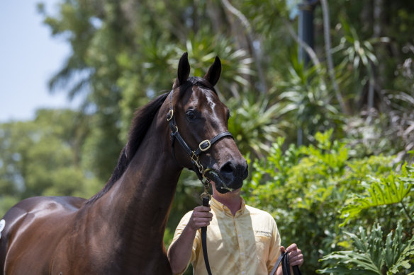 One of I Am Invincible's two million-dollar colts sold on day one of the Magic Millions sales on the Gold Coast.