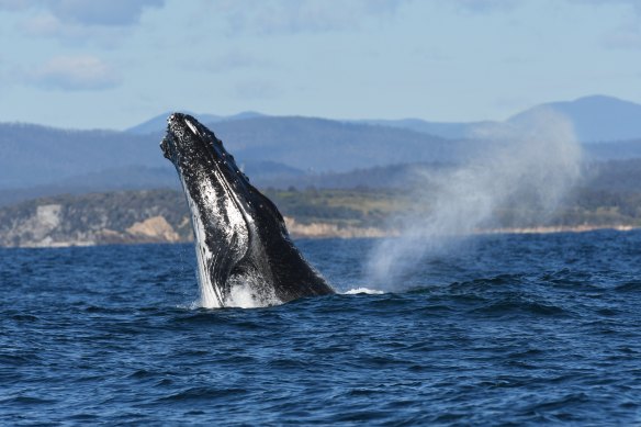 One of the humpback whales in a large pod off Cuttagee Beach near Bermagui on the NSW South Coast.