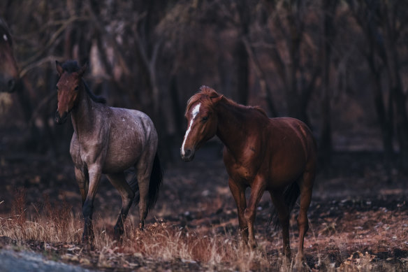 Feral horses in a section of the Kosciuszko National Park last January, which was severely affected by the recent bushfires.