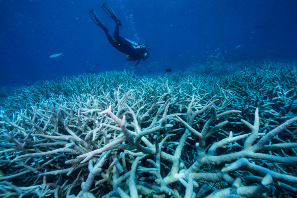 Coral bleaching of the Great Barrier Reef.
