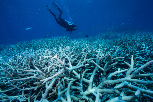 Examples of bleached coral bleaching on the Great Barrier Reef.