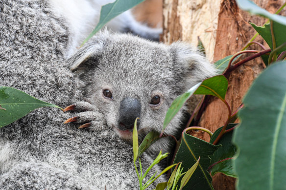 Taro<em></em>nga Zoo, Sydney.