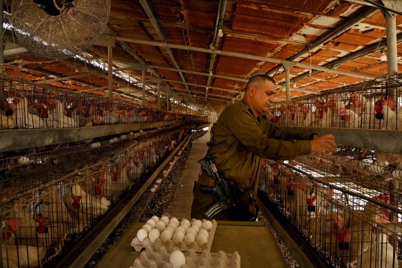 Chicken farmer and emergency squad member Yonatan Yaakobi at his farm in Margaliot.