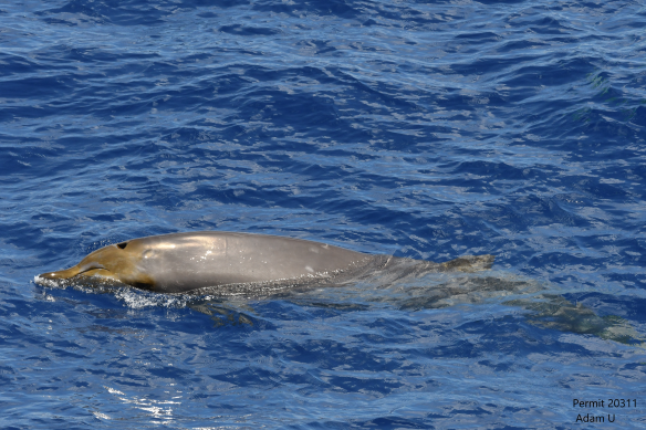 A Blainsville's beaked whale, photographed in Guam, a US territory in Pacific. 